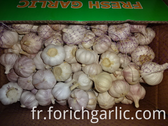 Hybrid Garlic Price